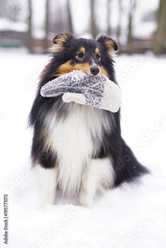 Young tricolor Sheltie dog sitting outdoors on a snow and holding a knitted mitten in winter © Eudyptula
