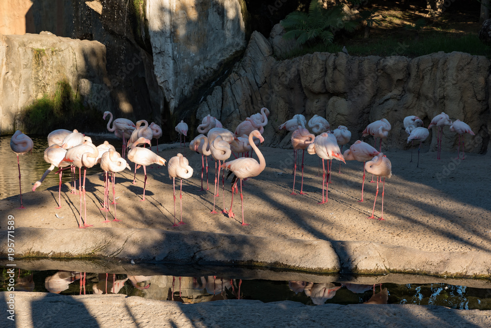 Naklejka premium pink cranes near the river