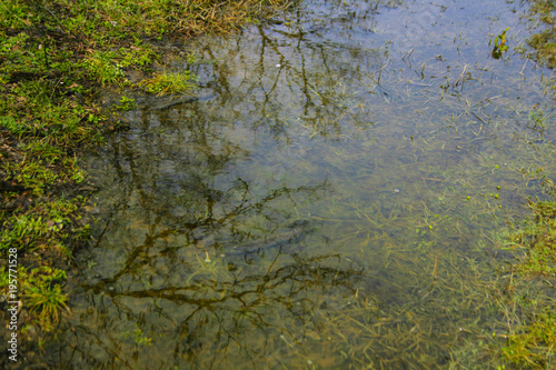 nature reflection