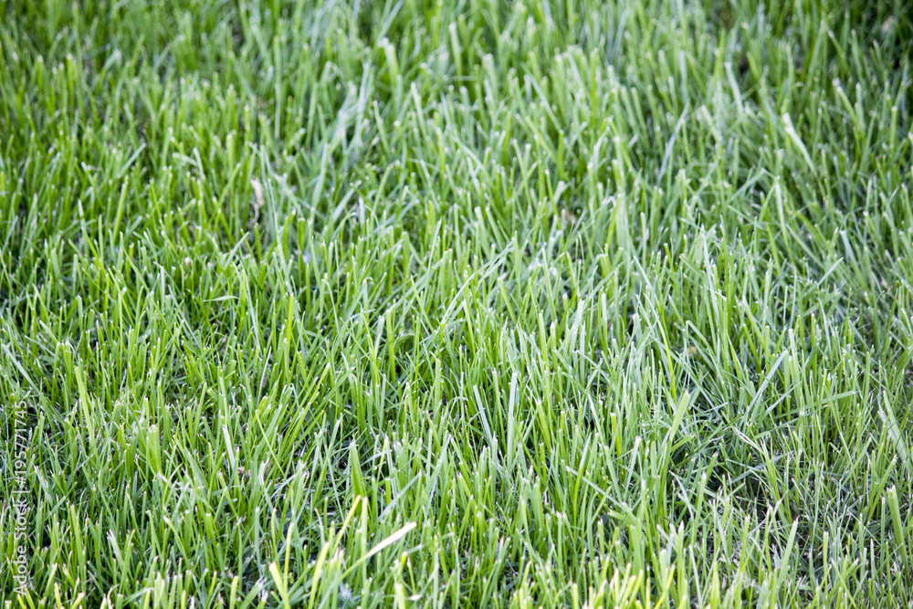 Green bright grass, green grass background, lawn Green bright grass, green grass background, lawn