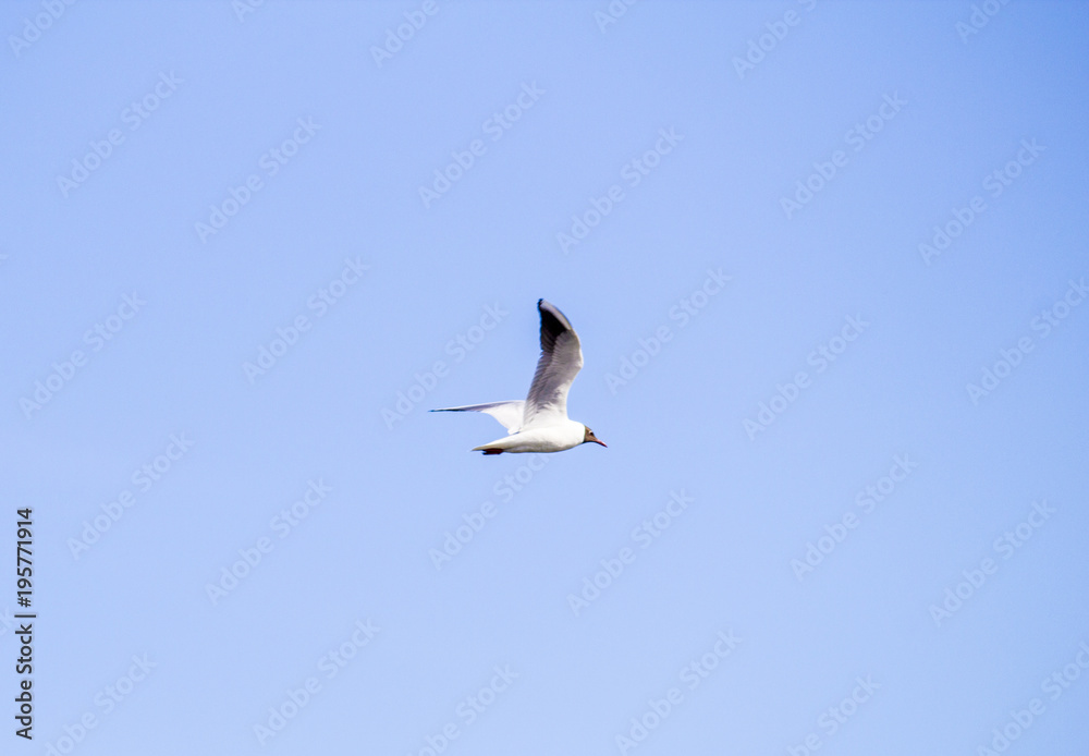 Bird in the sky. Flying bird in the blue sky