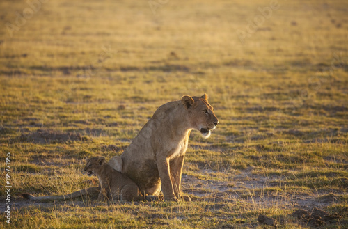 Fototapeta Naklejka Na Ścianę i Meble -  Mom lion invites the remaining four cubs to retreat from the open space to the bush - a large amount of safari machines distracting her. Amboseli National Park, Kenya