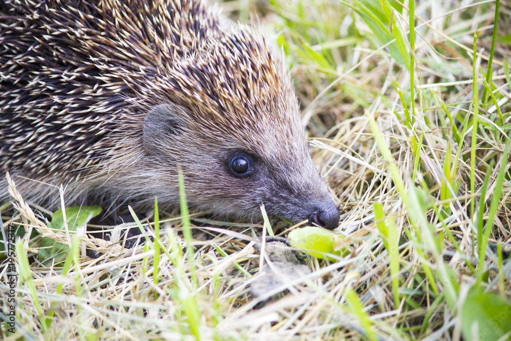 Hedgehog in the grass barbed. wild nature Hedgehog in the grass barbed. wild nature
