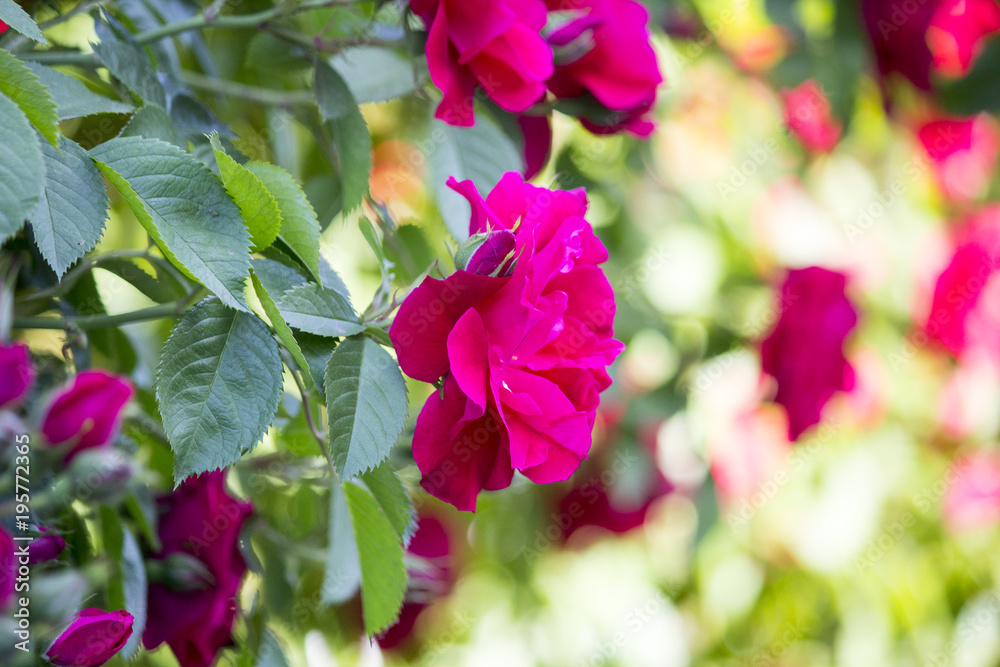 Fototapeta premium The bush of a red tea rose