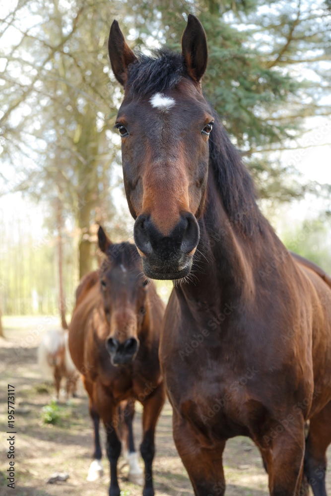 Obraz premium Pferdeblick