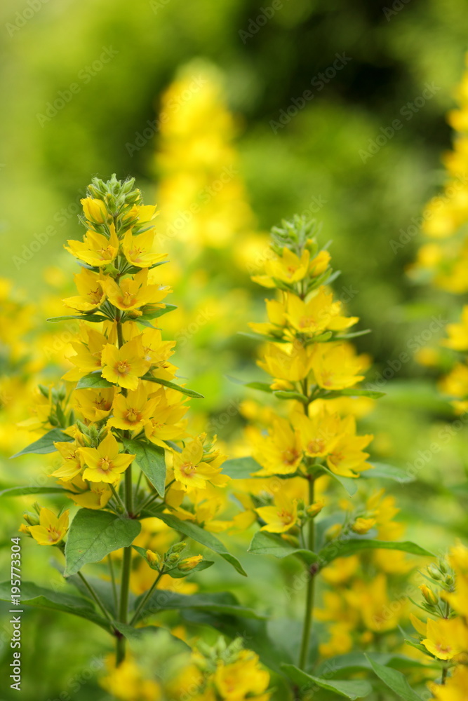 Fototapeta premium Spring flowers, yellow flowers in the garden, bright flowers on a green background, blank for a designer, beautiful minimalist flowers, copy space, a botanical garden in the spring