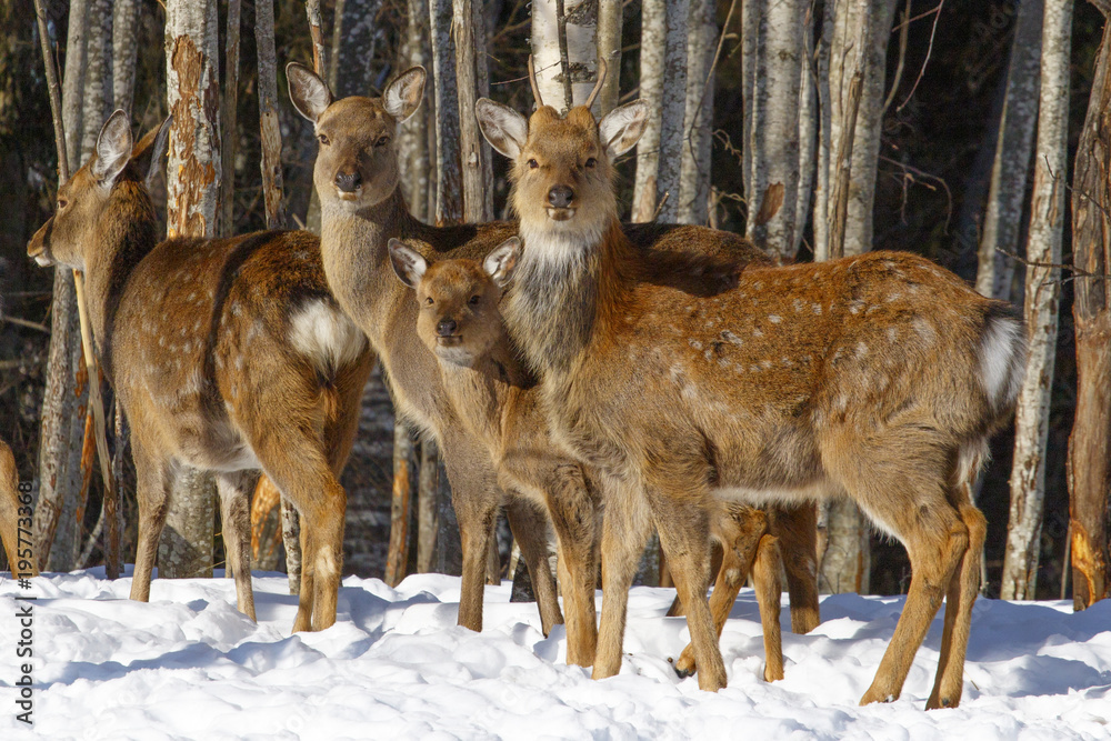 Wild spotted deer, taken in close-up in the winter forest. Wild spotted deer, taken in close-up in the winter forest.