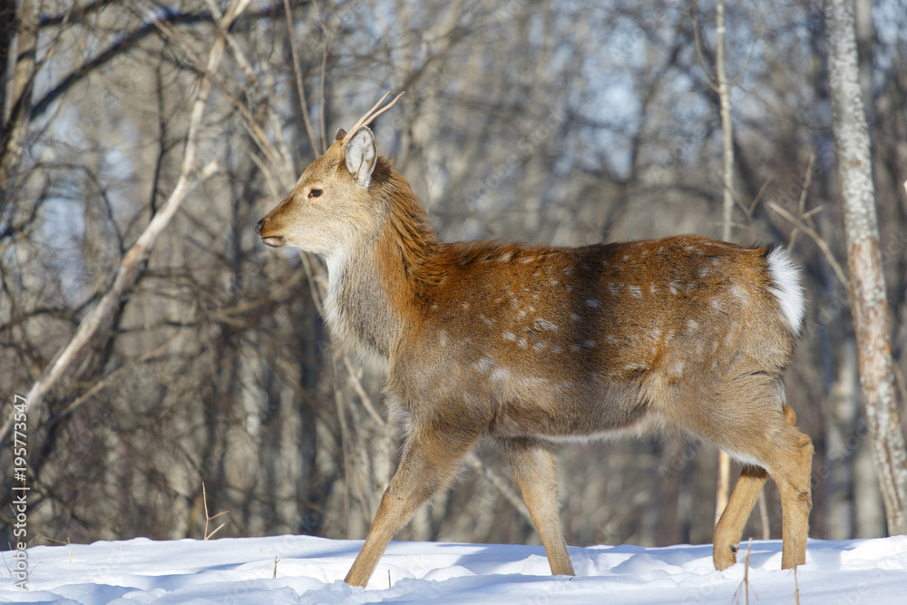 Fototapeta premium Wild spotted deer, taken in close-up in the winter forest.