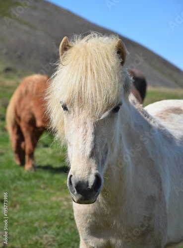 Icelandic horse - piebald