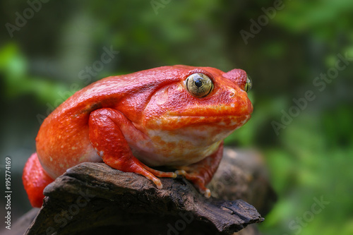 Fotografie, Obraz Beautiful big frog with red skin like a tomato, female Tomato frog from Madagasc