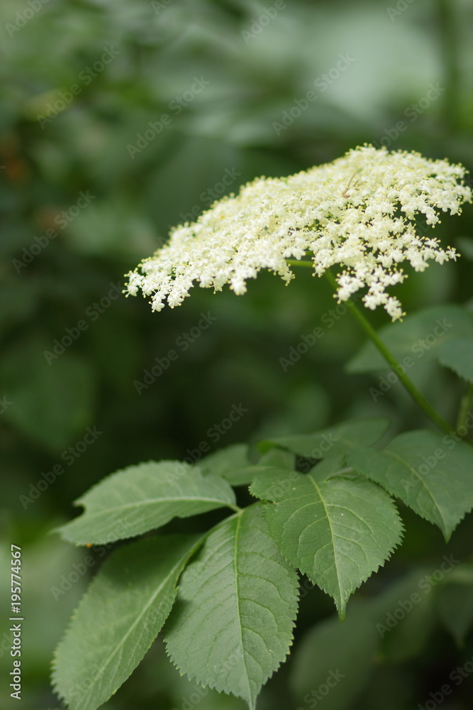 Elder, green fox in a botanical garden, white flowers on a bush, flowering elder, healing diligence, health, white small flowers on a green background, copy space, spring garden Elder, green fox in a botanical garden, white flowers on a bush, flowering elder, healing diligence, health, white small flowers on a green background, copy space, spring garden