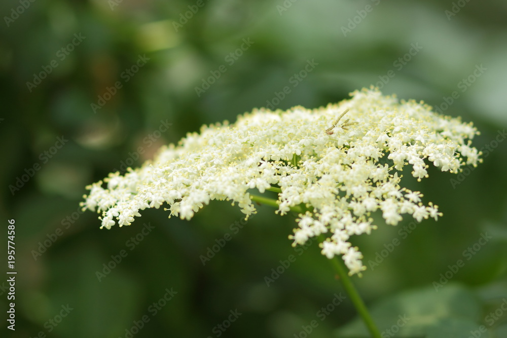 Obraz premium Elder, green fox in a botanical garden, white flowers on a bush, flowering elder, healing diligence, health, white small flowers on a green background, copy space, spring garden