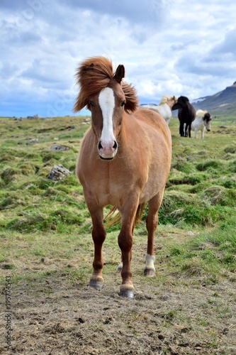 Icelandic horse in the northwest of Iceland - chestnut