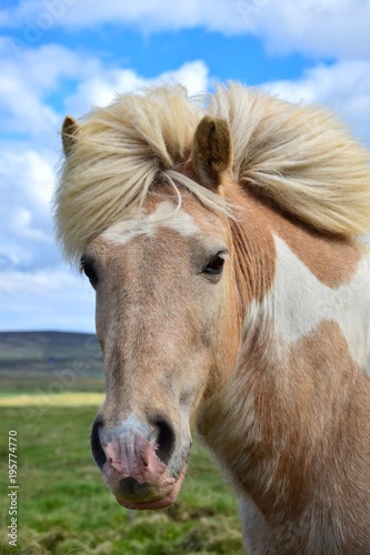Icelandic horse - piebald