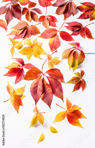 Autumn red leaves large colorful arrangement overhead isolated on white background in studio