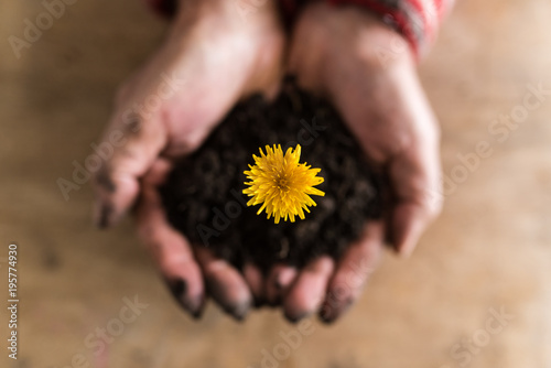 Fototapeta Naklejka Na Ścianę i Meble -  Person holding a dandelion in rich fertile earth