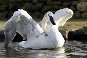 Acrylglasbilder Schwan Trompeterschwan auf glitzerndem Wasser  © Edwin Butter