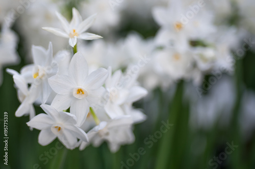 White Daffodils - Narcissus poeticus spring flowers on blurred background, close up