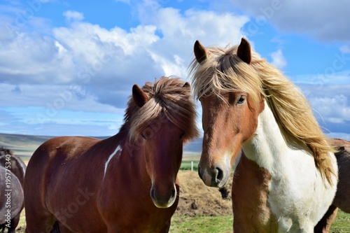 Portrait of two Icelandic horses - pinto and chestnut