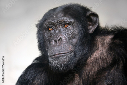 Fototapeta Male Chimpanzee portrait