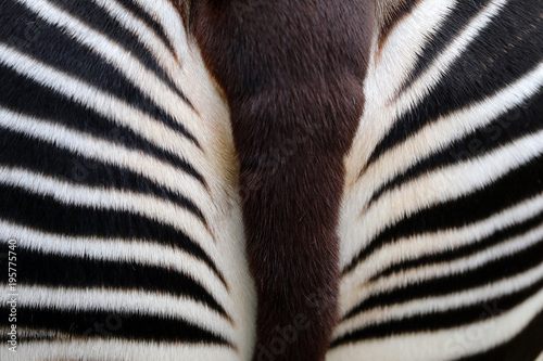Okapi close-up detail photo