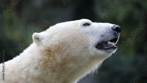 Polar bear close-up © Edwin Butter