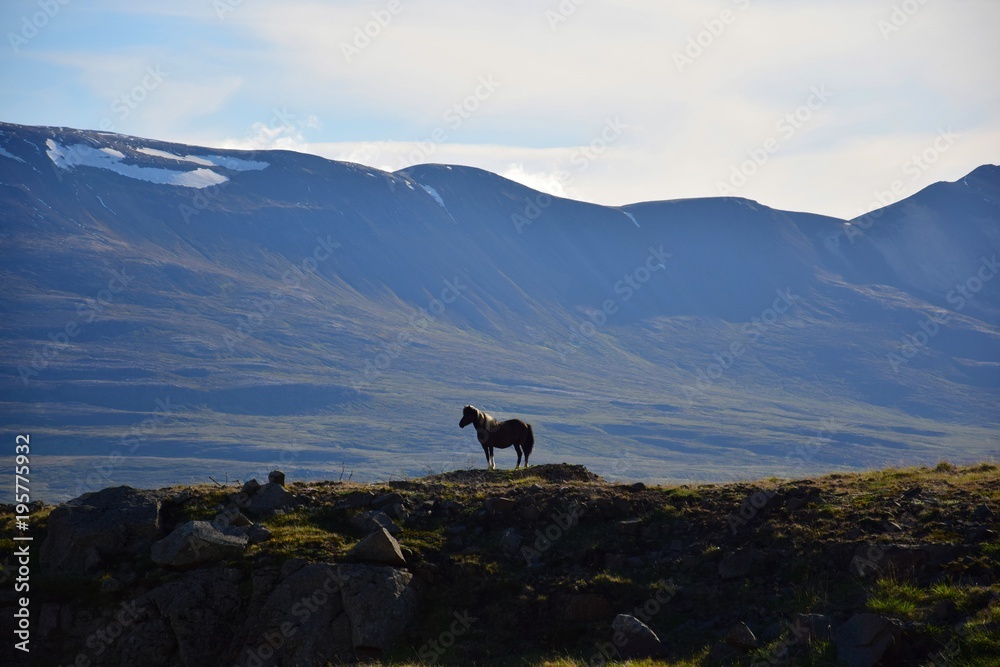 Icelandic horse in front of icelandic mountain scenery