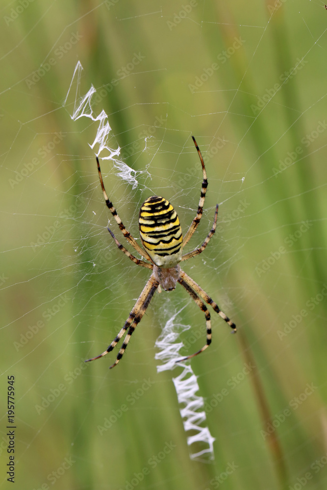 Wasp spider close-up Wasp spider close-up