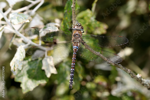 Dragonfly close up