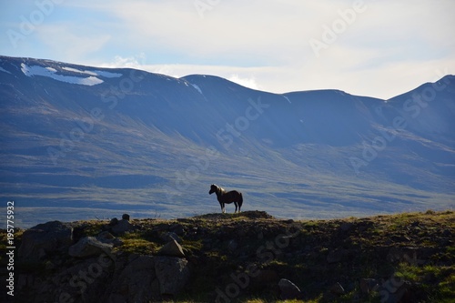 Icelandic horse in front of icelandic mountain scenery