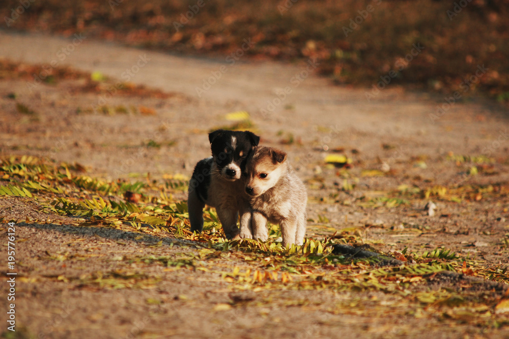 Fototapeta premium Два щенка- друзья