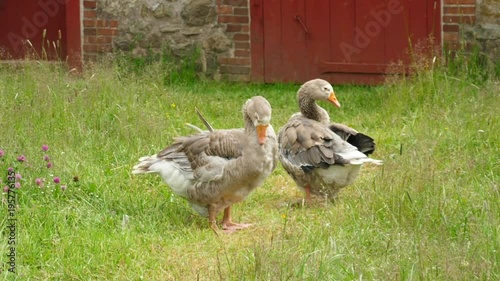 Slow motion of geese in a beautiful farm field