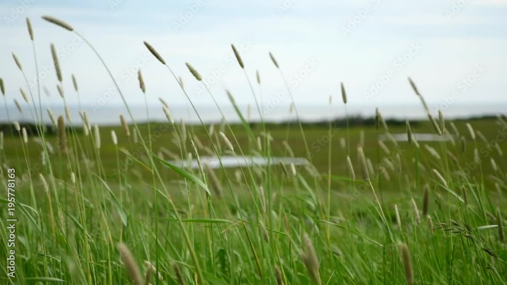 Slow motion of the tall green grass swaying in the wind Slow motion of the tall green grass swaying in the wind