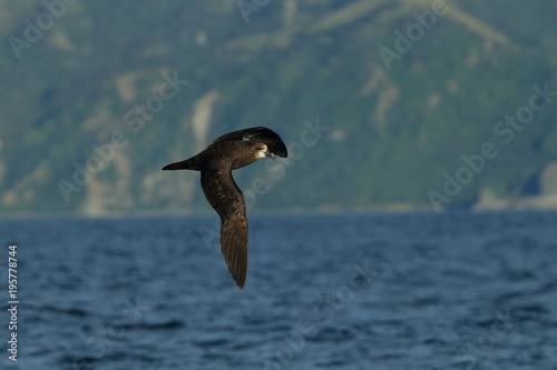 Grey-faced Petrel,great-winged petrel (Pterodroma macroptera) at New Zealand photo