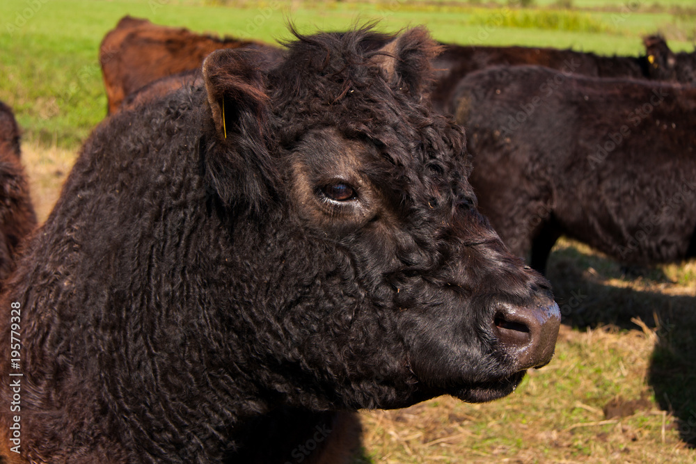 Fototapeta premium Portrait eines Galloway-Rindes im Pfrunger Ried