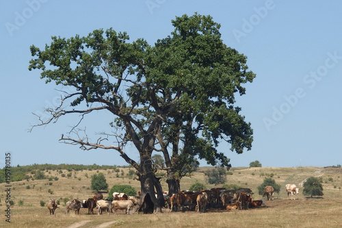 Rumunia, Maramuresz - bydło na pastwisku chowające się w cieniu pod drzewem photo