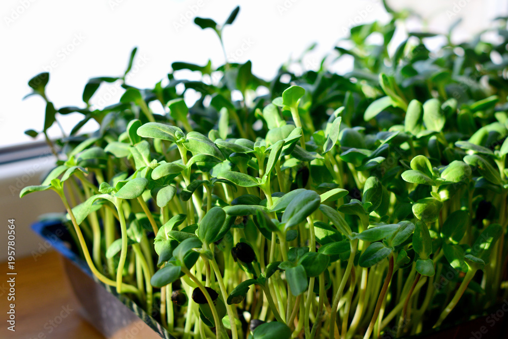 green sunflower sprouts - concept for healthy nutrition, closeup green sunflower sprouts - concept for healthy nutrition, closeup
