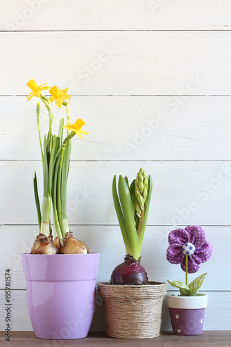 Fototapeta Naklejka Na Ścianę i Meble -  Spring flowers in pots on a white wooden background. Narcissus and hyacinth