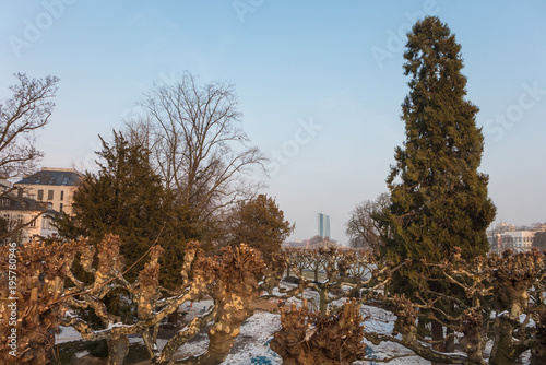 Bare trees on a cold winter day in Frankfurt photo