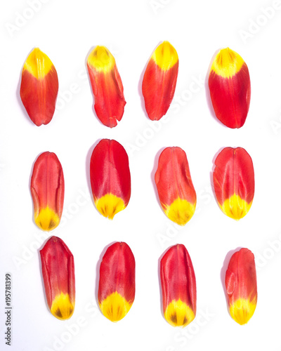 red-yellow petals of a tulip on a white background photo