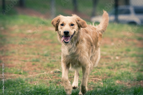 Golden Retriever smiling with its tongue out at a dog park