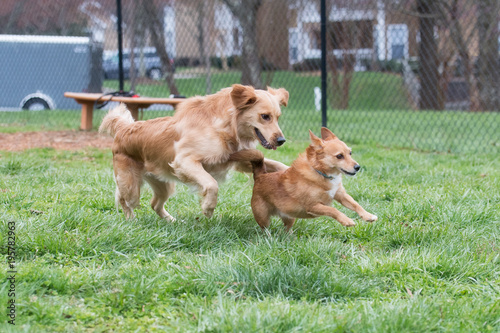 Golden Retriever chasing a terrier at a dog park 