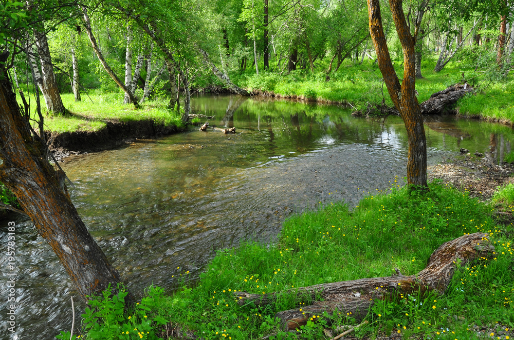 A small river in the green forest. Summer landscape A small river in the green forest. Summer landscape