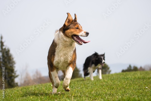 Photography Two dogs jumps and runs on meadow.