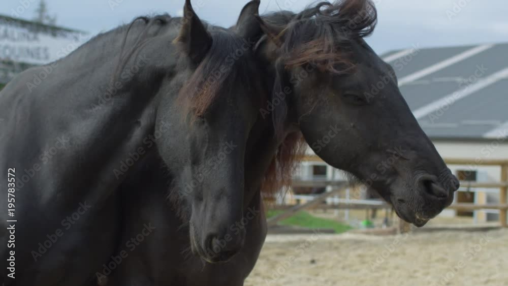 Two black horses Two black horses