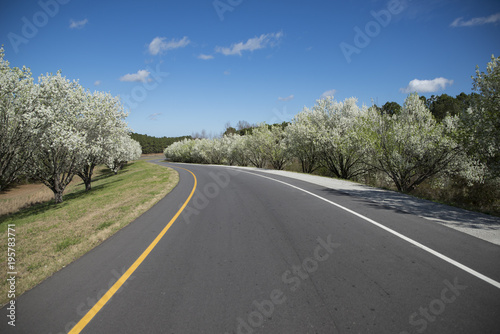 Flowering trees