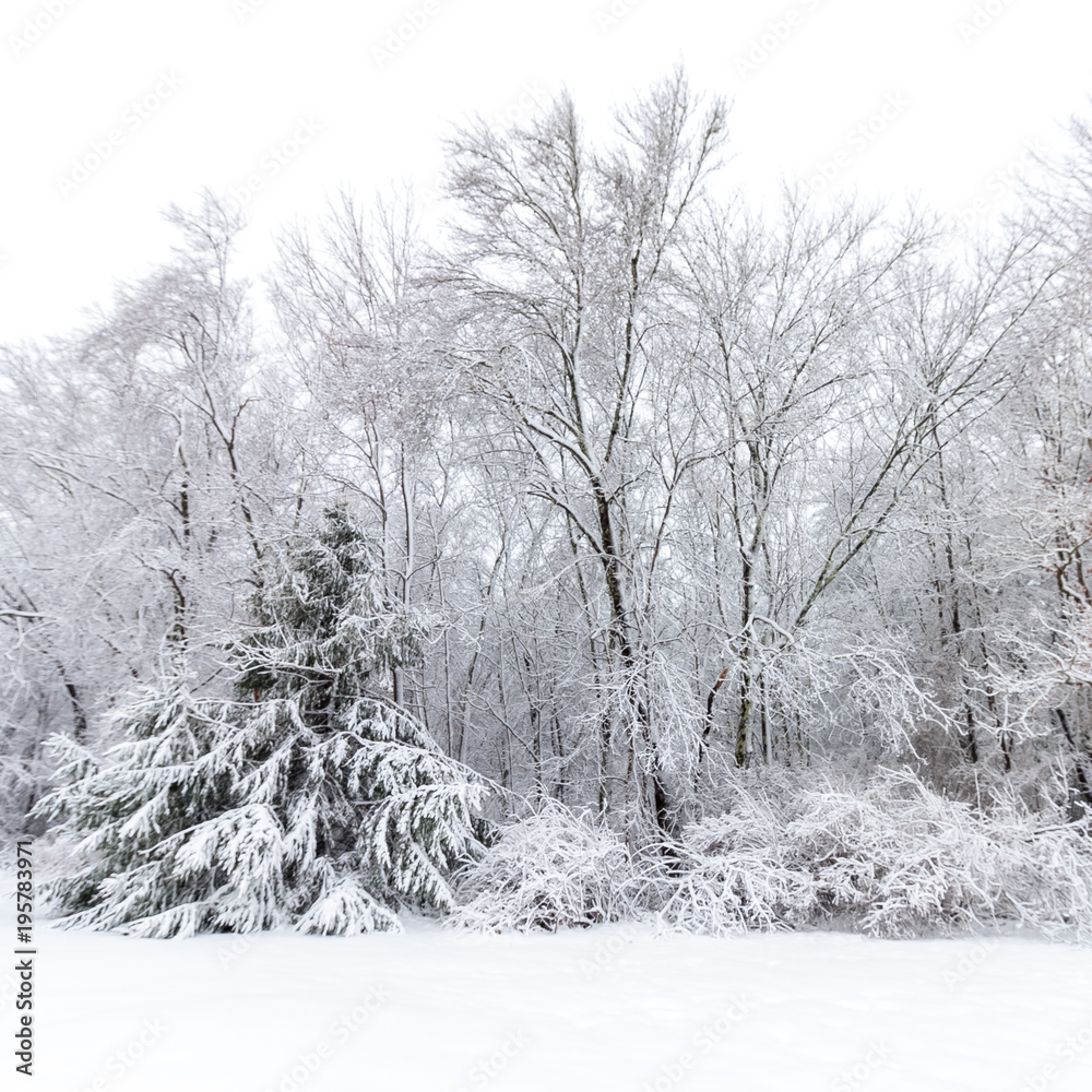 Fototapeta premium Trees after fresh snow