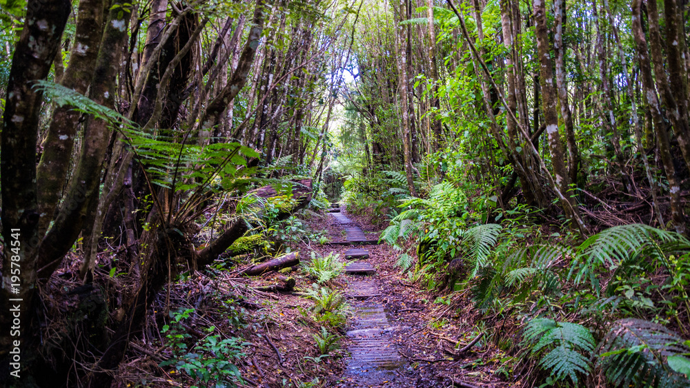forrest walk forrest walk