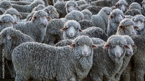crowded sheep