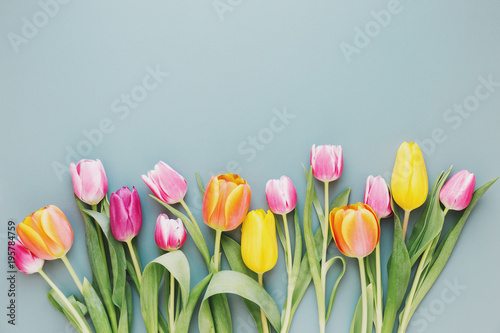 Photography Fresh tulips on gray